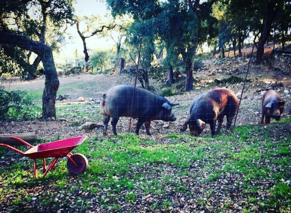 Casa Rural Alicia Cortegana Dış mekan fotoğraf