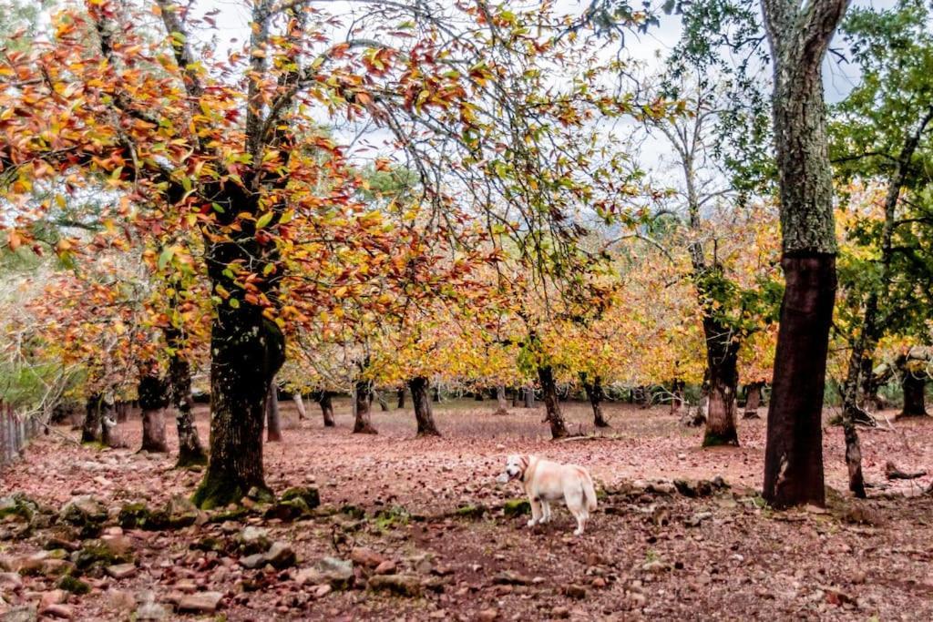 Casa Rural Alicia Cortegana Dış mekan fotoğraf