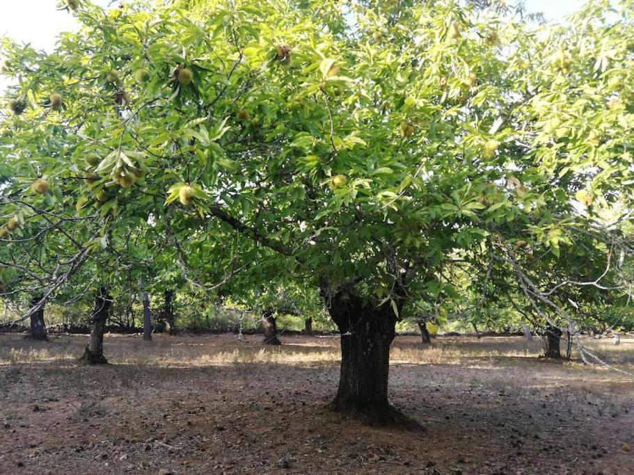 Casa Rural Alicia Cortegana Dış mekan fotoğraf