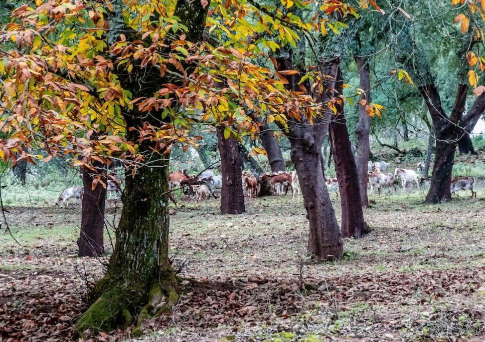 Casa Rural Alicia Cortegana Dış mekan fotoğraf